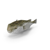 Puffer Fish PNG & PSD Images