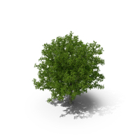 Oak Tree PNG & PSD Images