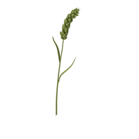 Stylized Wheat PNG & PSD Images