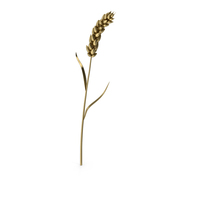 Stylized Gold Wheat PNG & PSD Images