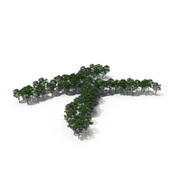 Tree Magnolia Liliflora C Posed Letter K PNG & PSD Images