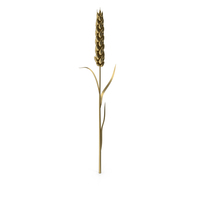 Gold Wheat PNG & PSD Images