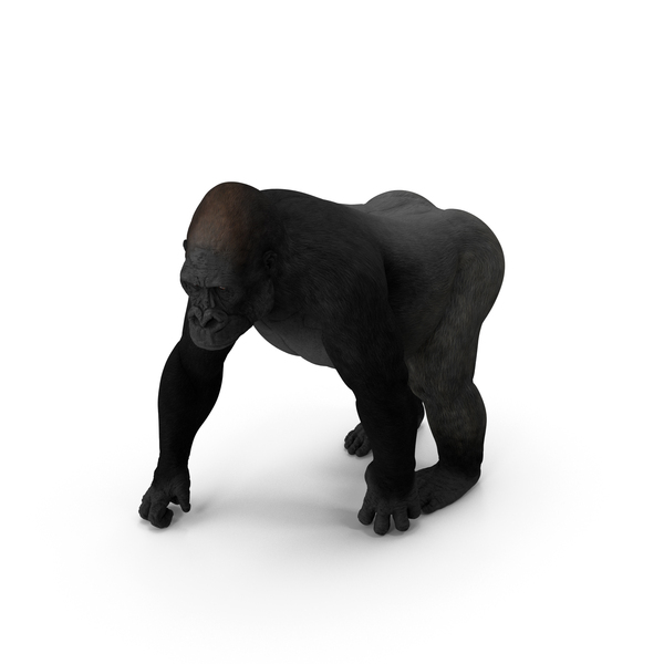 Eastern Gorilla Walking Pose PNG & PSD Images