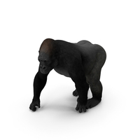 Eastern Gorilla Walking Pose PNG & PSD Images