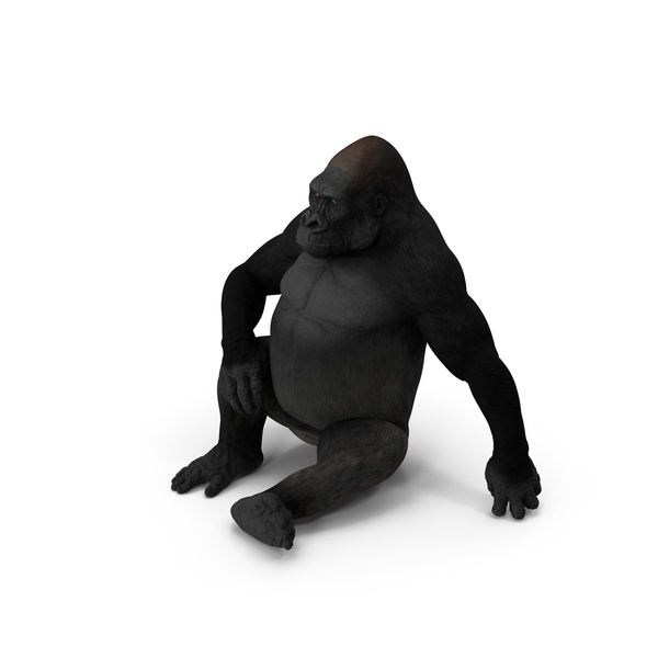 Gorilla Western Lowland Sitting Pose PNG & PSD Images