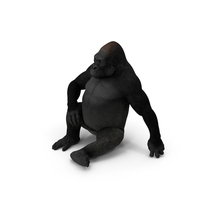 Gorilla Western Lowland Sitting Pose PNG & PSD Images