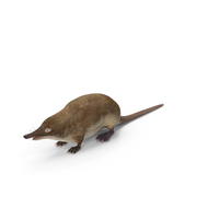 Mole-like Mammal Desman PNG & PSD Images