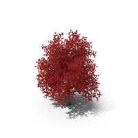 Autumn Maple Tree PNG & PSD Images