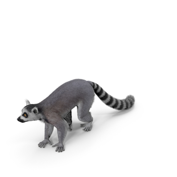 Grey Lemur Walking Fur PNG & PSD Images
