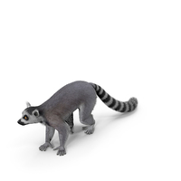 Grey Lemur Walking Fur PNG & PSD Images
