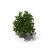 Realistic Maple Tree PNG & PSD Images