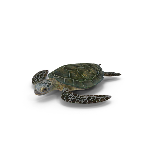 Green Turtle PNG & PSD Images