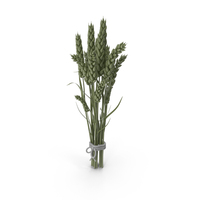Stylized Green Wheat PNG & PSD Images
