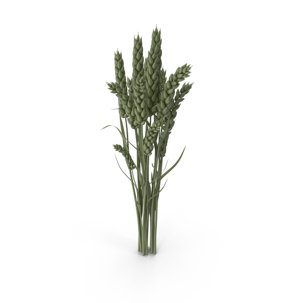 Green Wheat PNG & PSD Images
