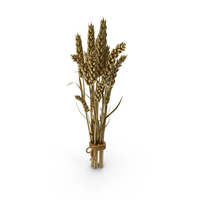Stylized Gold Wheat PNG & PSD Images