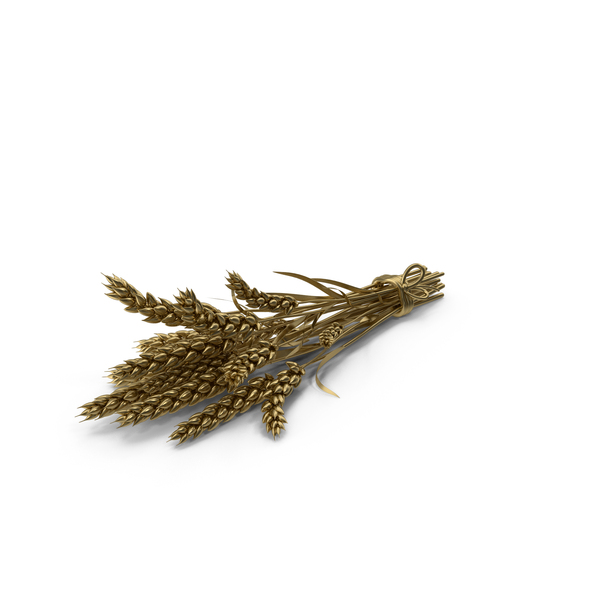 Gold Wheat PNG & PSD Images
