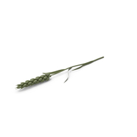 Stylized Green Wheat PNG & PSD Images
