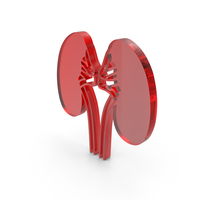 Anatomy Kidneys Human Medical Icon PNG & PSD Images