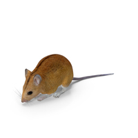 False Mouse Sniffing Pose PNG & PSD Images
