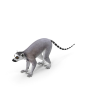 Lemur PNG & PSD Images