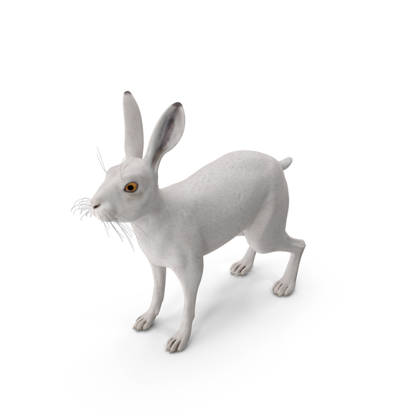 Winter Lepus Europaeus White PNG & PSD Images