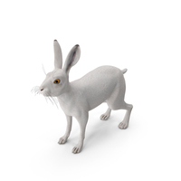 Winter Lepus Europaeus White PNG & PSD Images