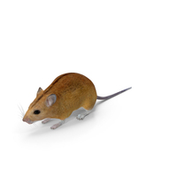 Australian Mouse Basic Pose PNG & PSD Images