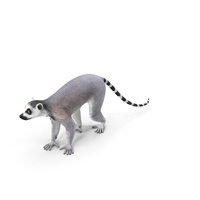 Grey Lemur Walking PNG & PSD Images