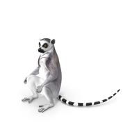 Lemur Catta Sitting Straight PNG & PSD Images