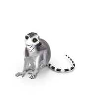 Ring tailed Lemur Sitting PNG & PSD Images