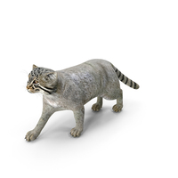 Manul Cat is Walking PNG & PSD Images