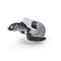 Baby Sea Turtle Hatching PNG & PSD Images