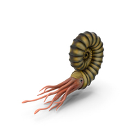 Ammonite PNG & PSD Images