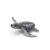 Baby Gray Sea Turtle Runs to the Sea PNG & PSD Images