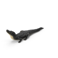 Black Caiman Looking Up PNG & PSD Images