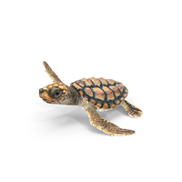 Baby Brown Sea Turtle Runs to the Sea PNG & PSD Images
