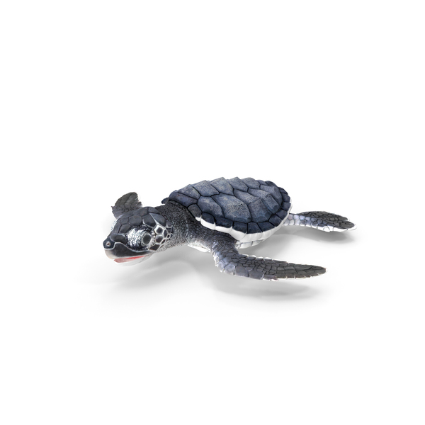 Baby Sea Turtle Black PNG & PSD Images