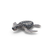 Baby Sea Turtle Gray PNG & PSD Images