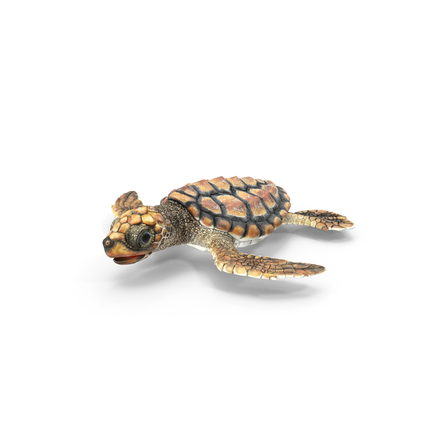 Baby Sea Turtle Brown PNG & PSD Images
