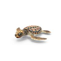 Baby Sea Turtle Brown PNG & PSD Images