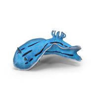 Chromodoris Willani PNG & PSD Images