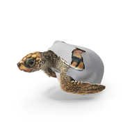 Brown Sea Turtle Hatching from the Egg PNG & PSD Images