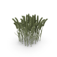 Green Wheat PNG & PSD Images
