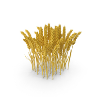 Wheat Yellow PNG & PSD Images