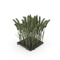 Stylized Green Wheat Plant PNG & PSD Images