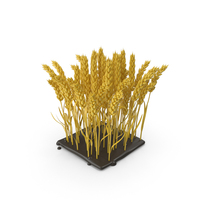 Stylized Yellow Wheat Plant PNG & PSD Images