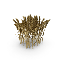 Gold Wheat PNG & PSD Images