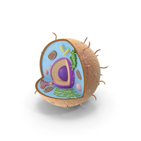 Animal Cell Structure PNG & PSD Images