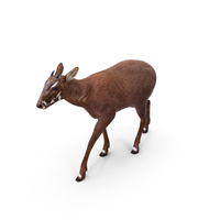 Saola Walking PNG & PSD Images