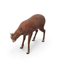Saola Eating PNG & PSD Images